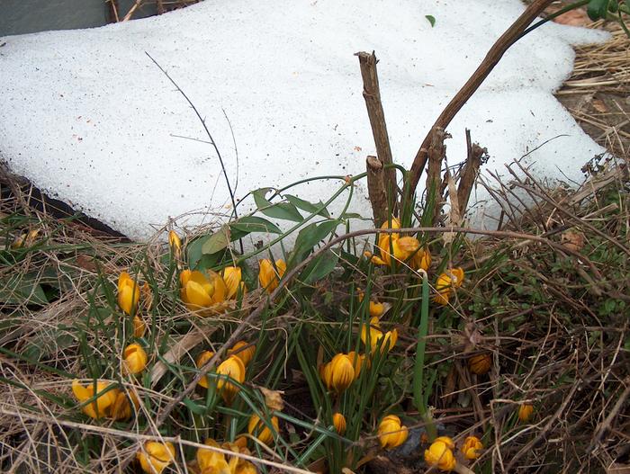 [Thumbnail for crocuses-coping-with-snow.JPG]