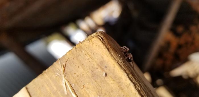 Spider in the wood pile