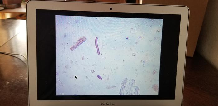 Assessing organisms this morning