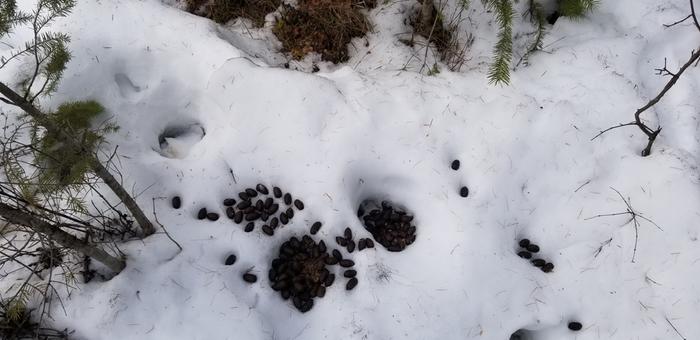Moose poo