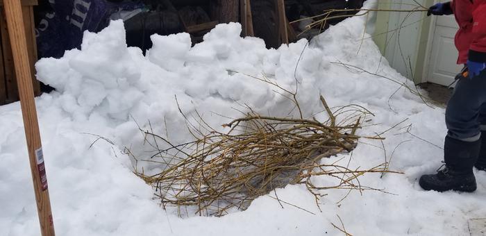 Storing Willow cuttings until we're ready to plant