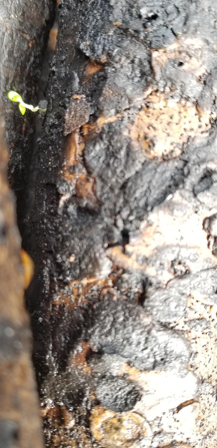 A sprout poppin out of a junkpole stick