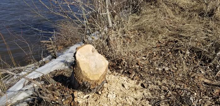 Beaver action at the park