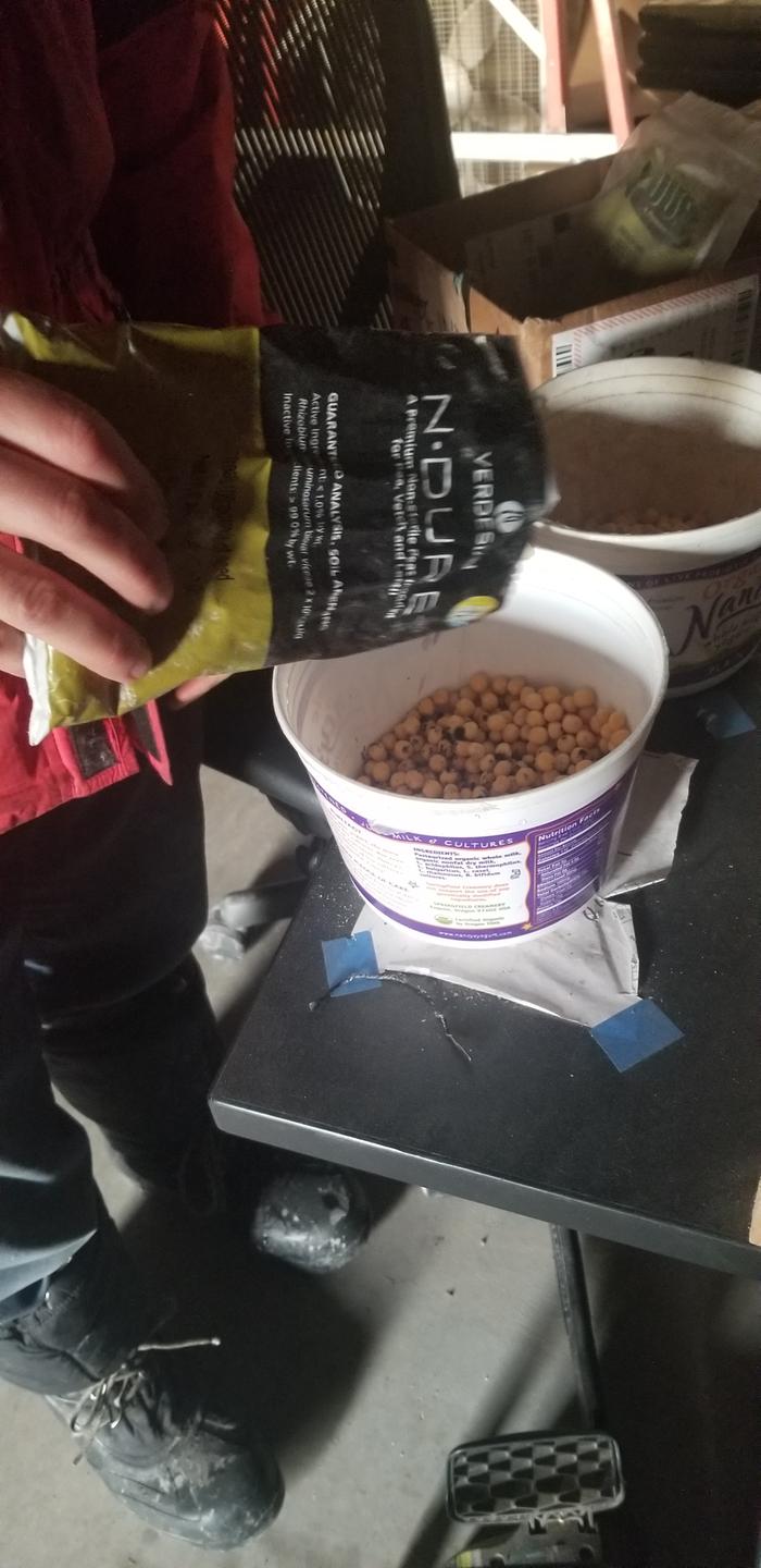 Fred inoculating peas