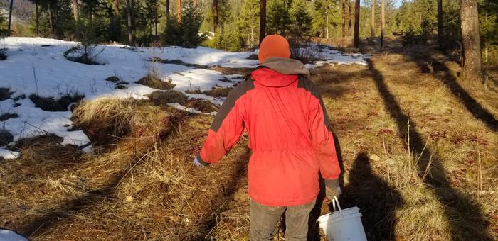 Action shot frost seeding