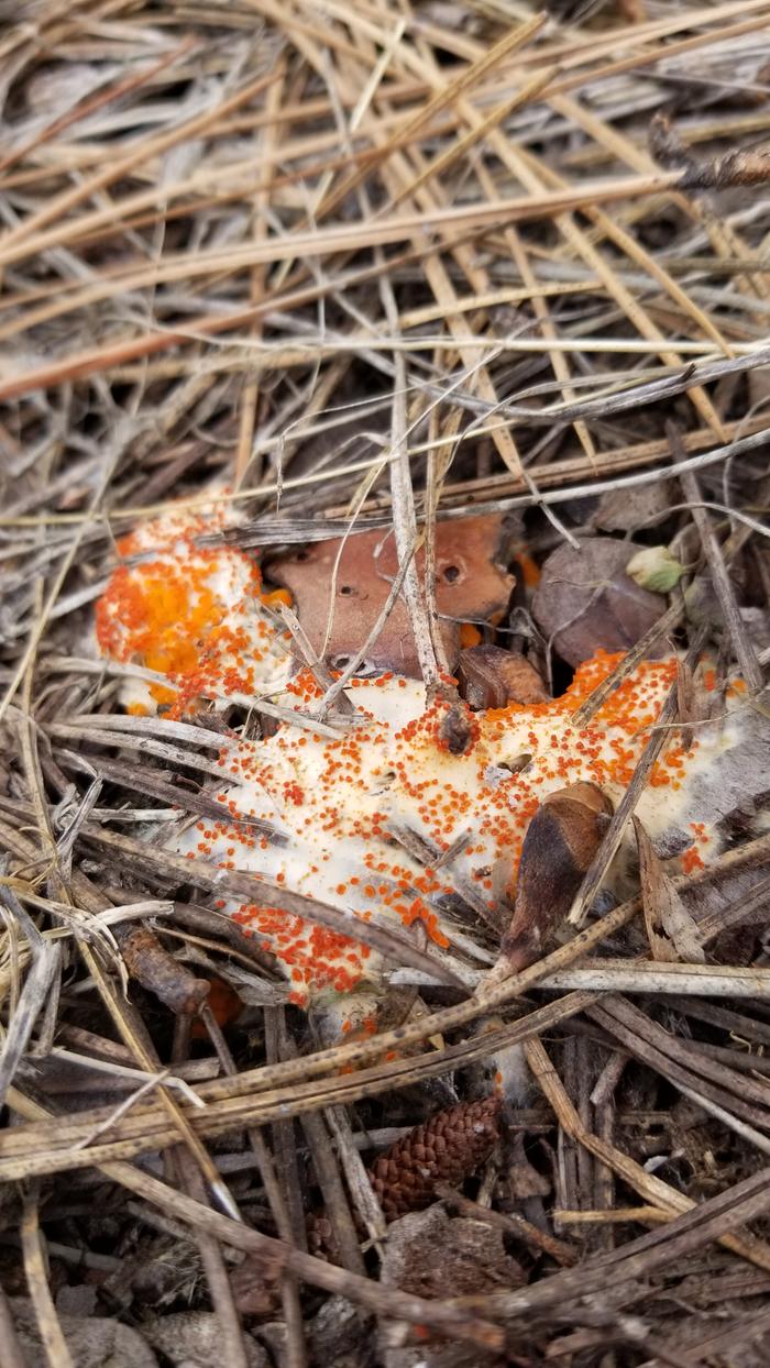 Has anybody seen this type of fungus?