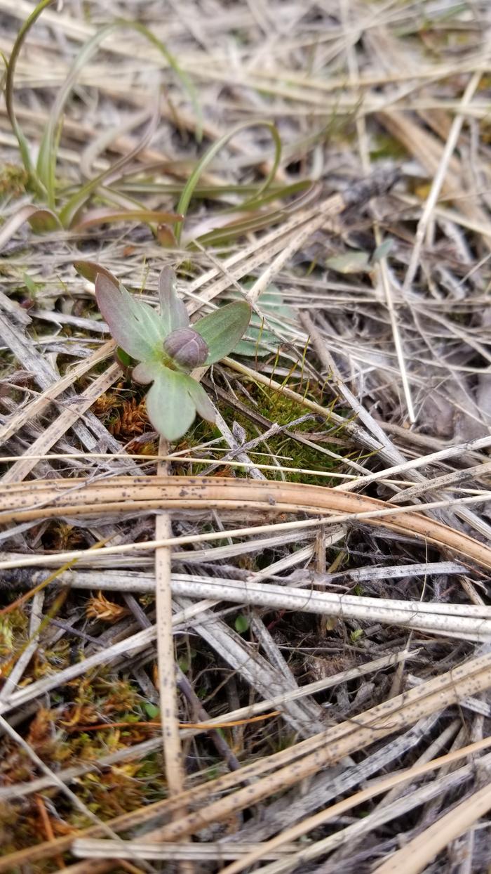 Mountain Buttercup