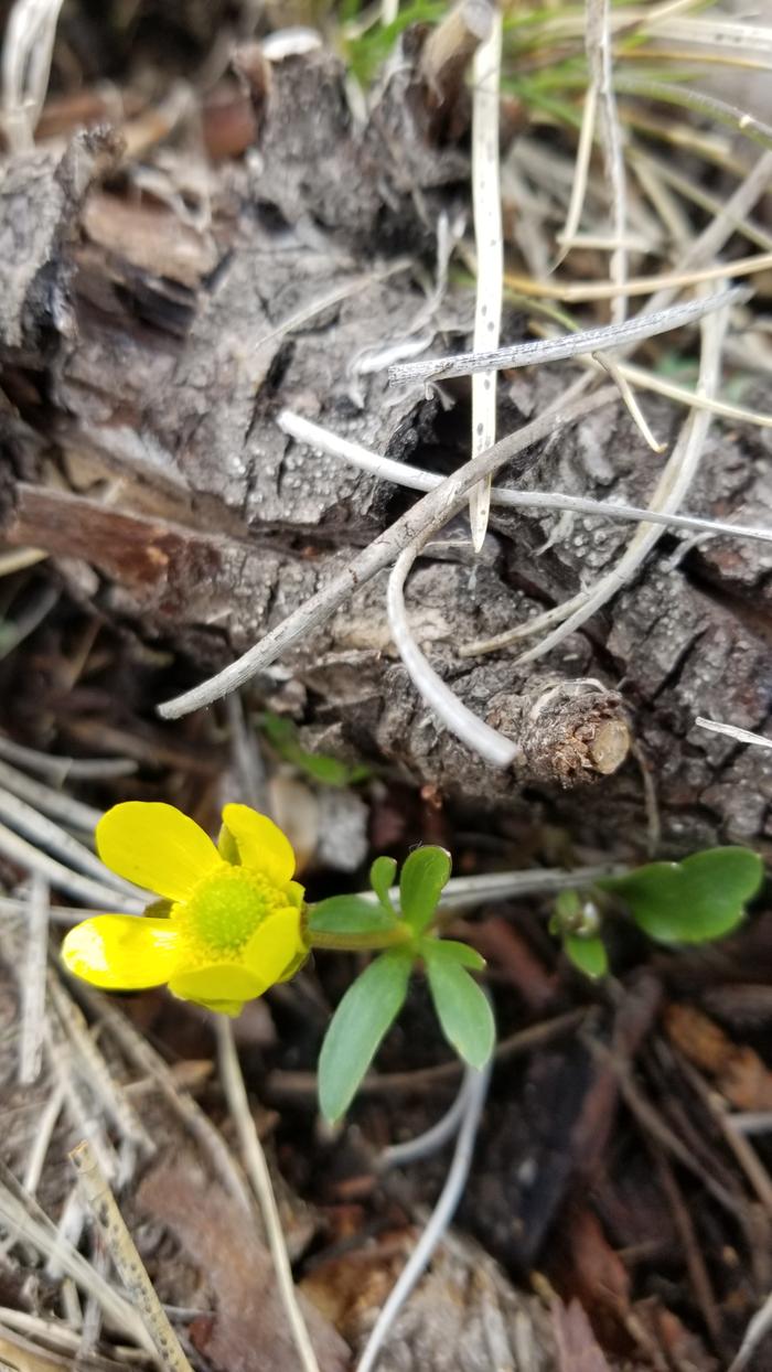 Bloom