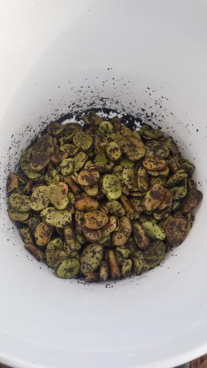 Fava beans with coated with innoculant