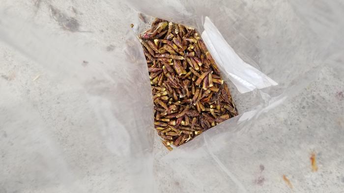 Cottonwood buds for a salve