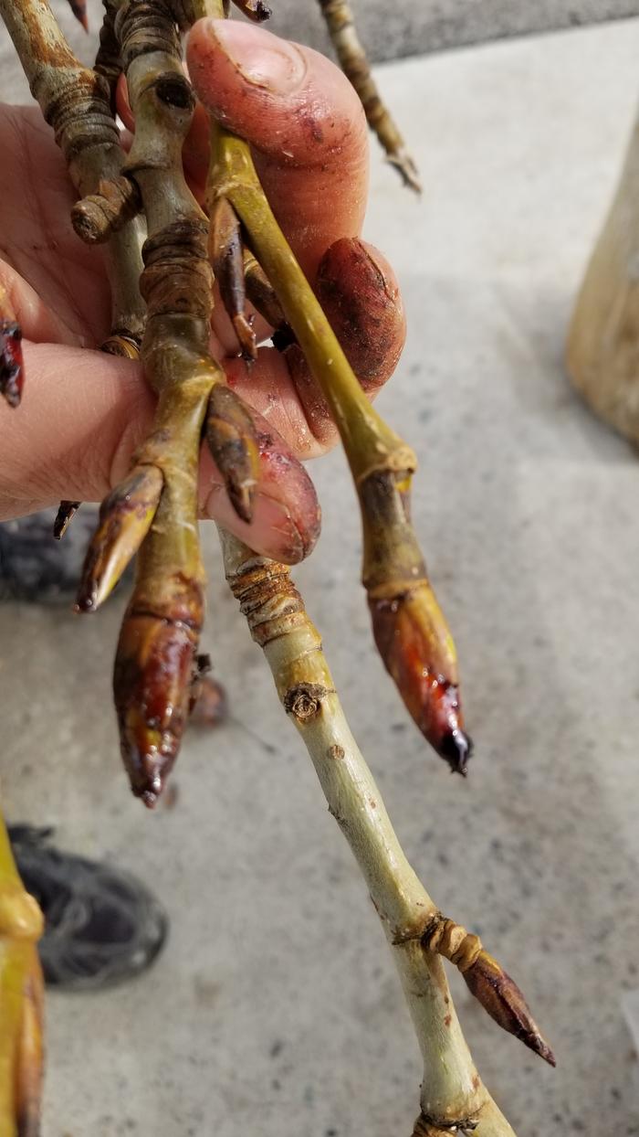 Red gooey medicinal goodness