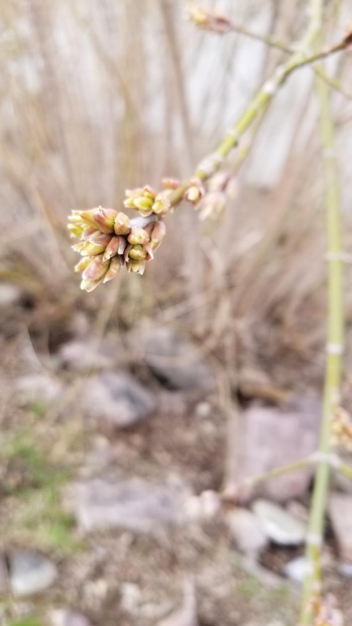 Spring ready to show off