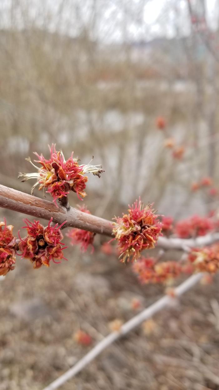 Self pollinating?