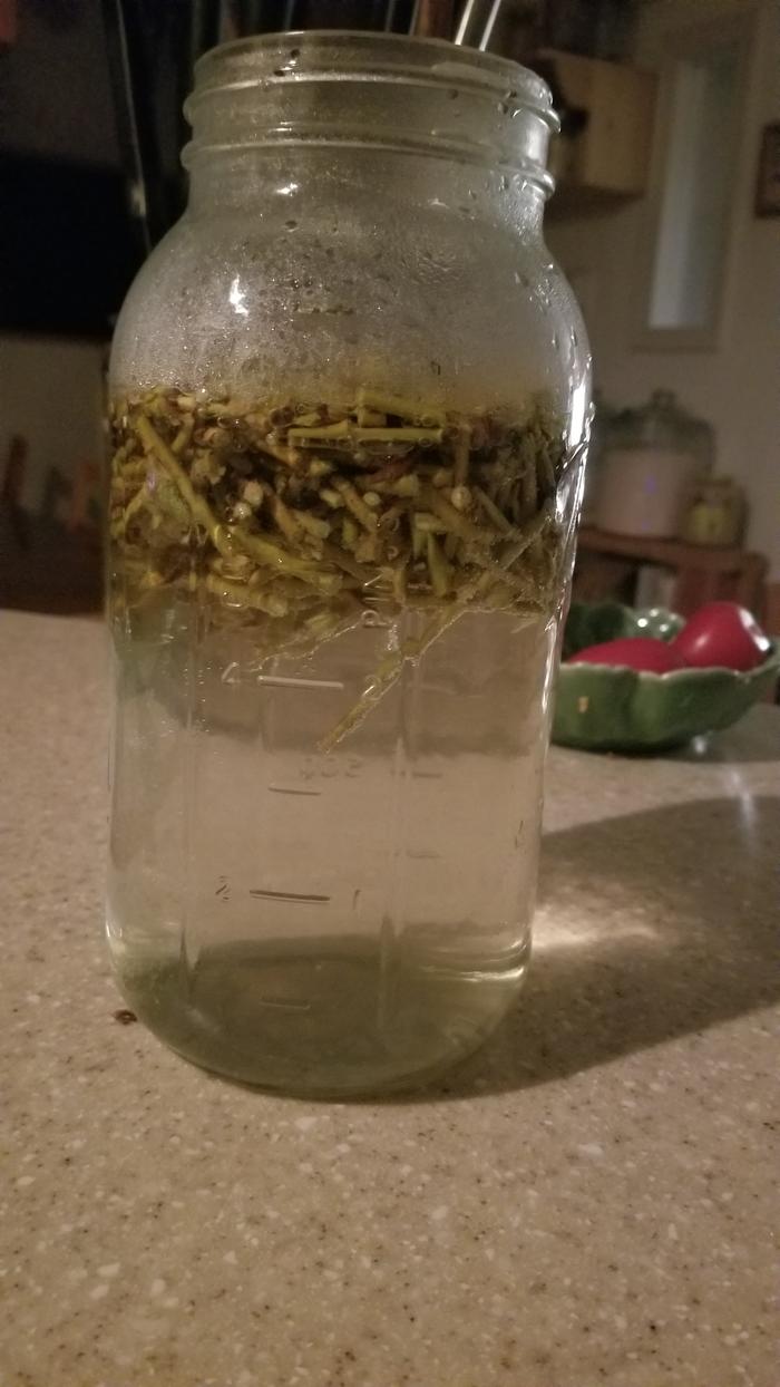 Willow brew for root hormone. Do you make tea or just soak?