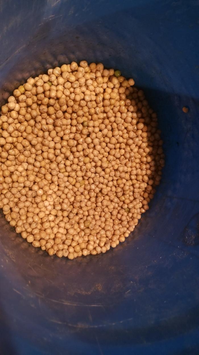 innoculating peas