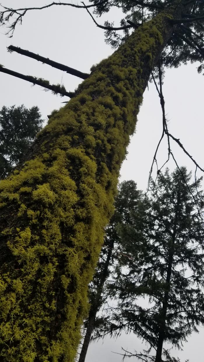 mossy tree