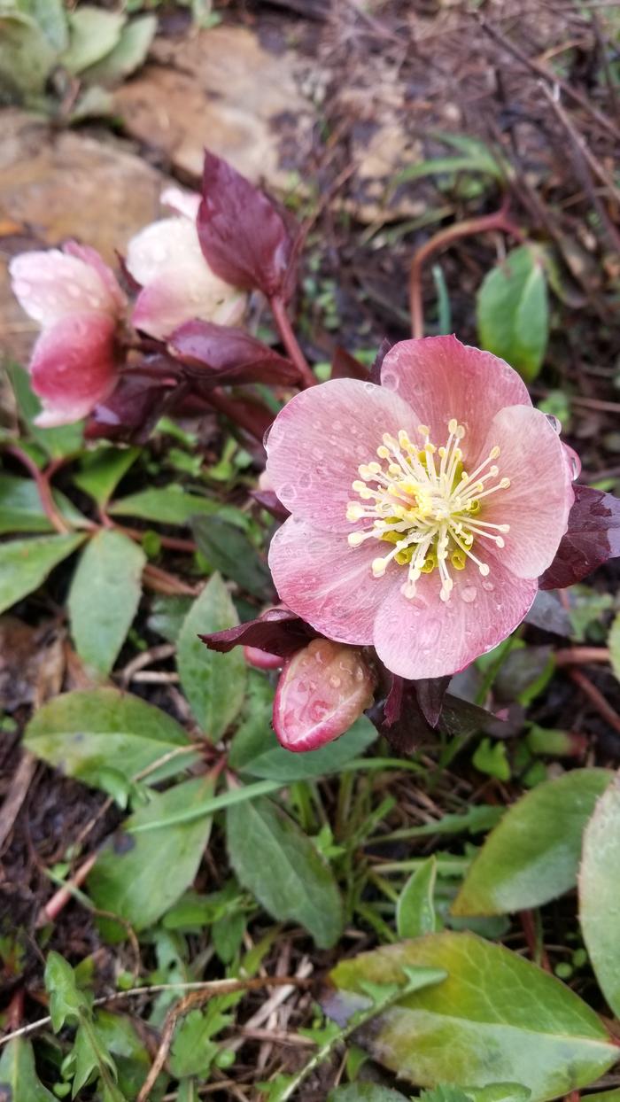 Hellebore