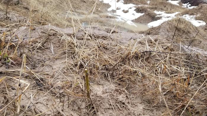 Cottonwood at a good depth