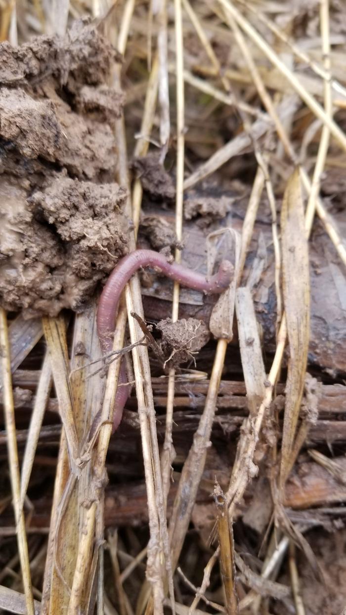Worm flew off my shovel