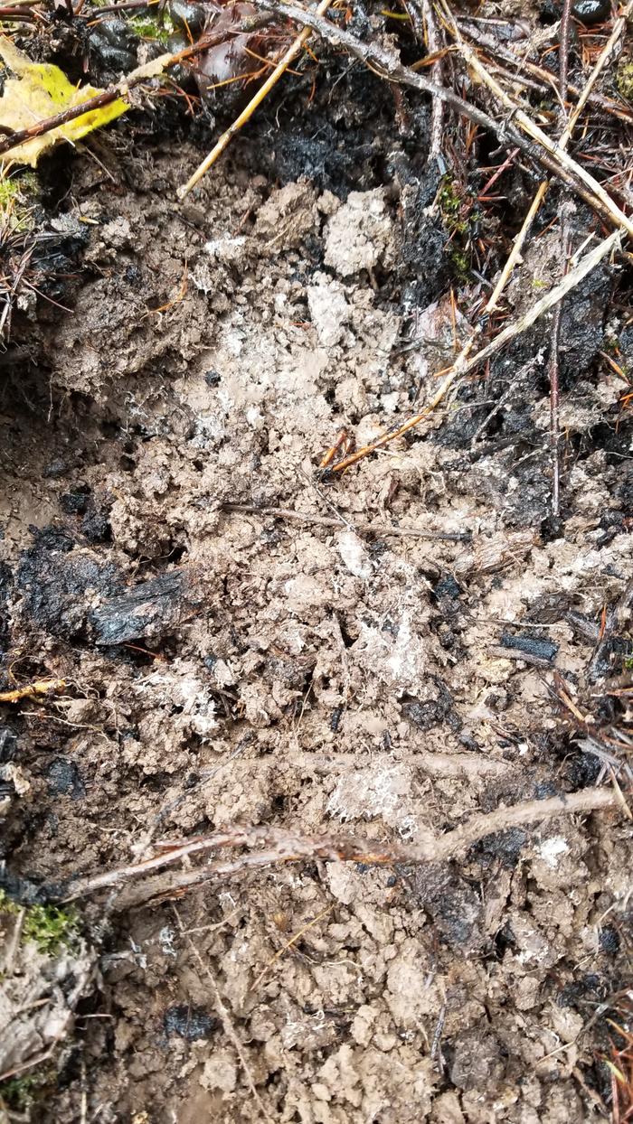 Future morels?