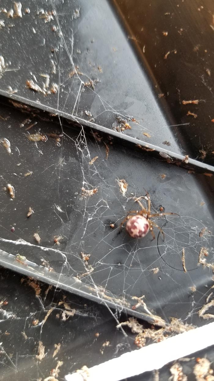 Spider in the worm bin