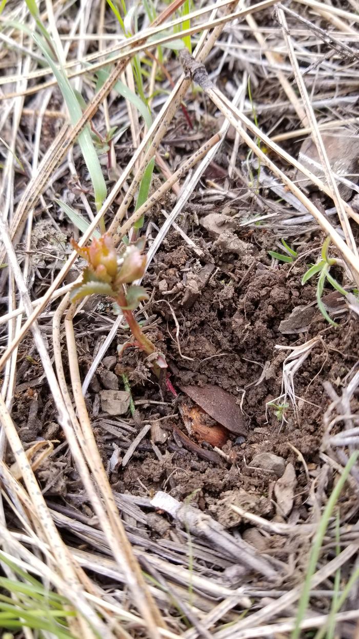 Apricots that Fred and boots planted last spring popped.