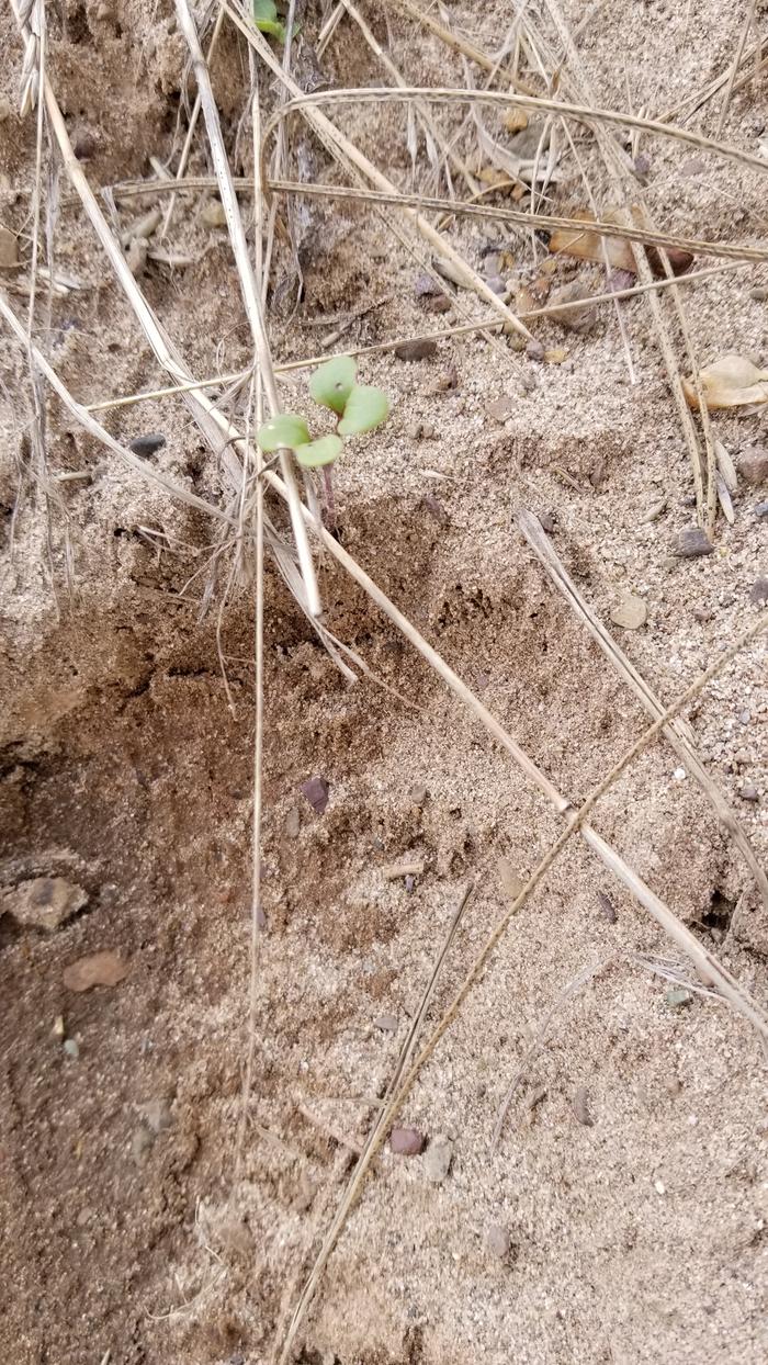 Turnip poppin out of sand