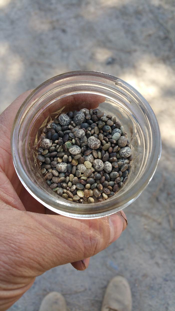 Beautiful Lupine seeds