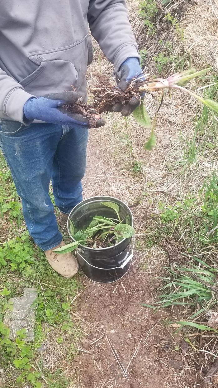 Dividing Comfrey