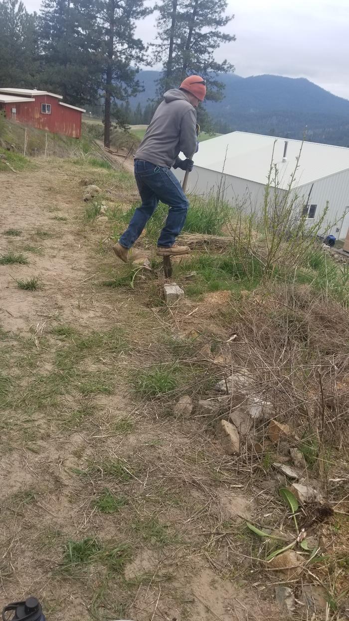 Planting comfrey