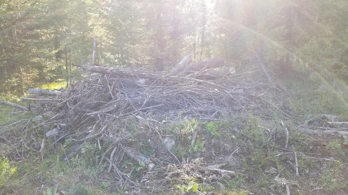 Morning sunshine shining over the brush pile