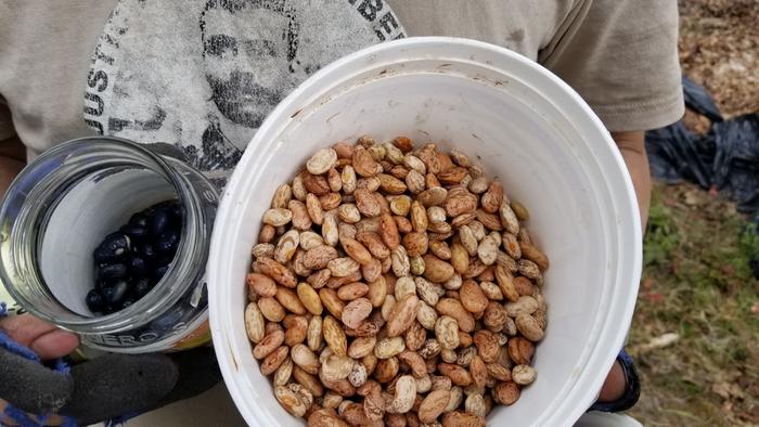 Pintos and Black Beans
