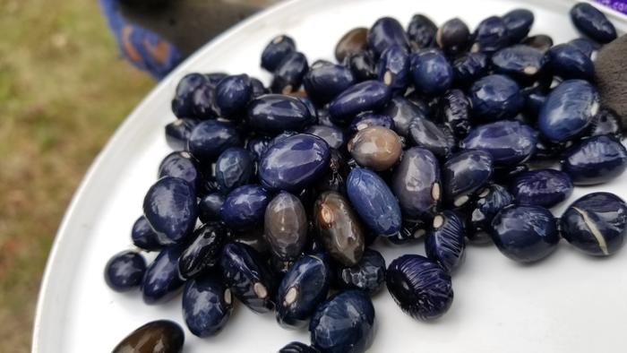 Those are some big Turtle beans (pre-soaked)