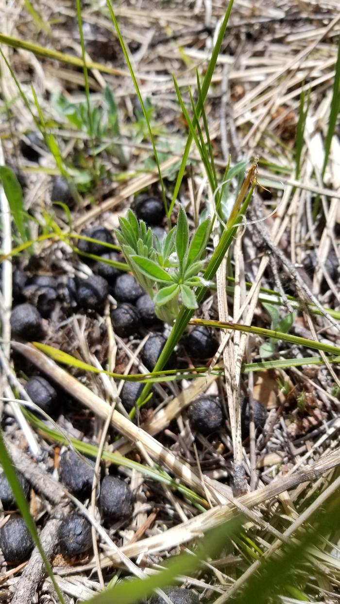 Wild Lupine surrounded by fertilizer