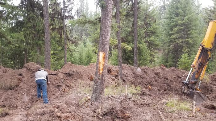 Planting nitrogen fixing trees