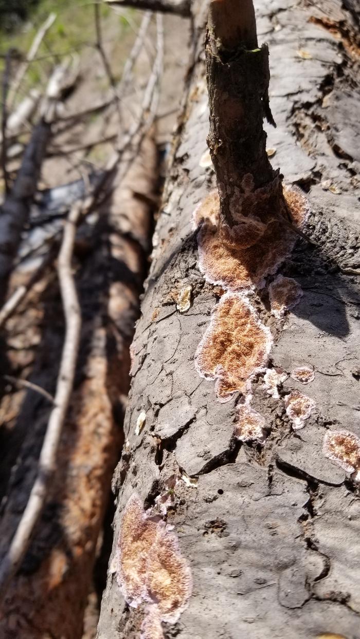 Fungus
