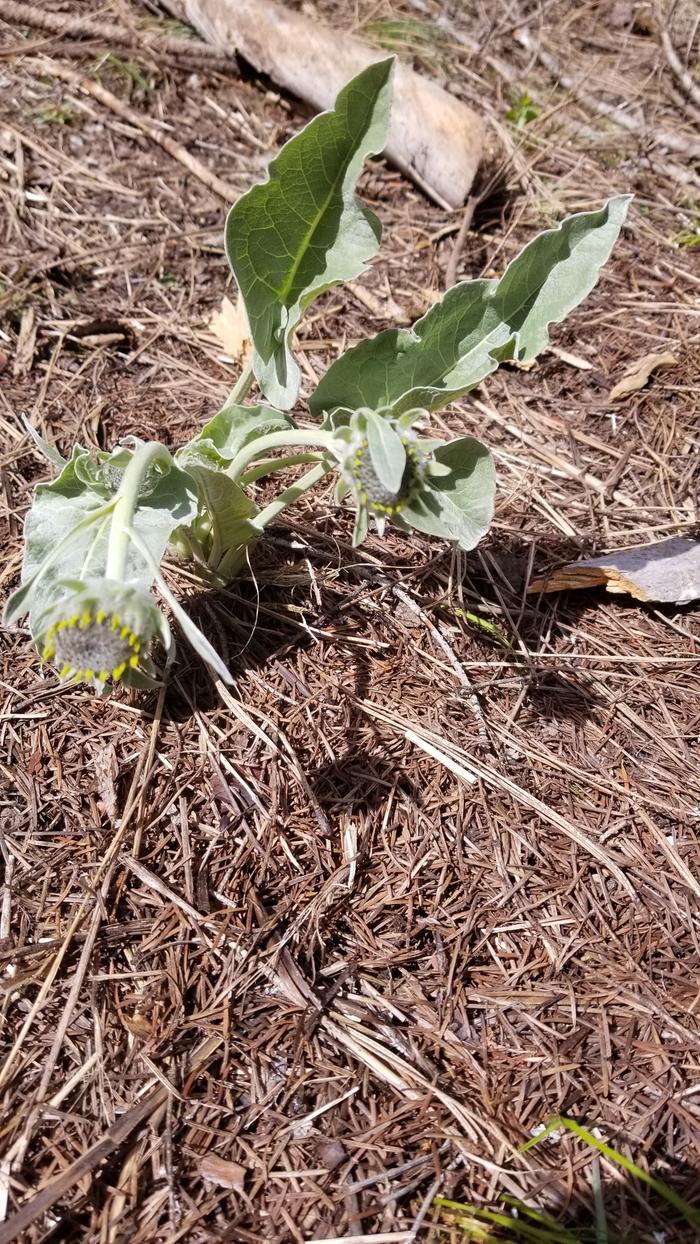 Getting to know Balsamroot
