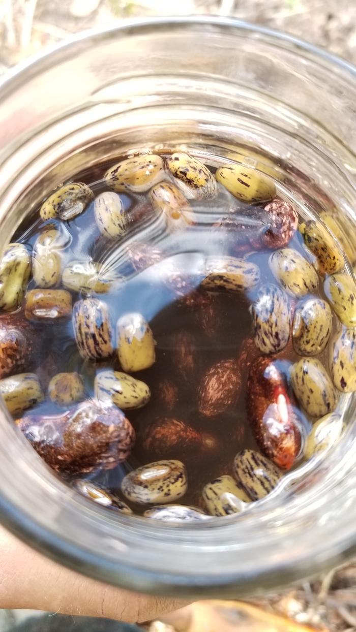Beans