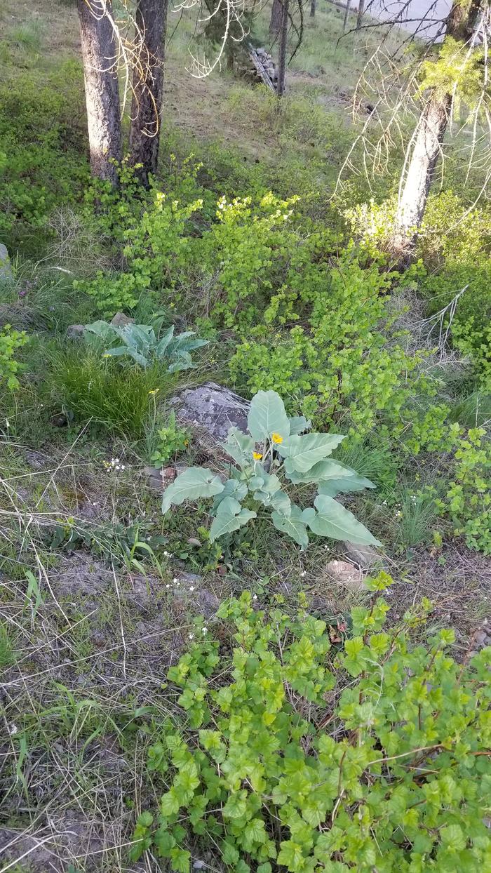 Balsamroot at basecamp