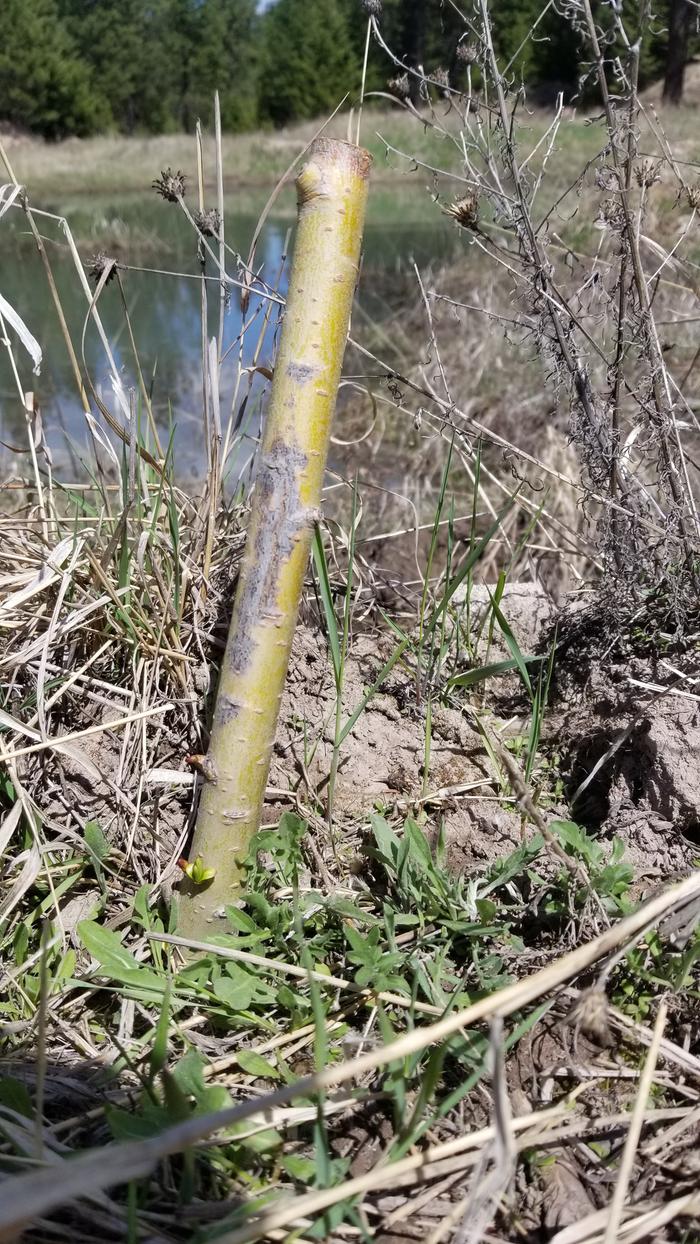 A cottonwood that was transplanted at cat pond showing positive signs