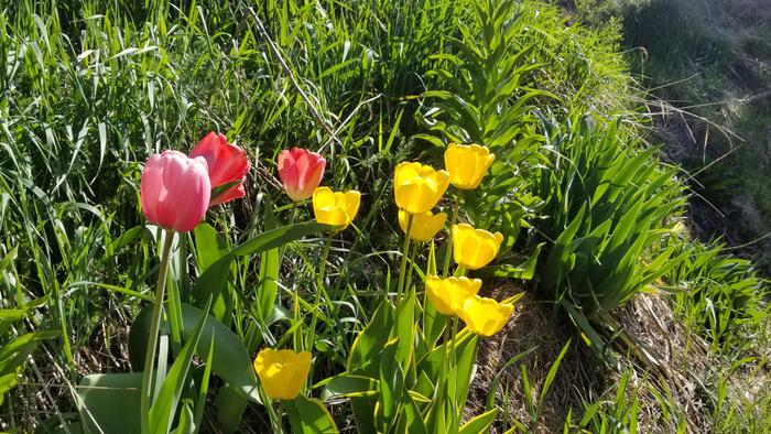 Beautiful tulips
