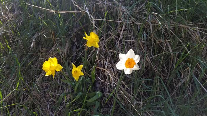 Daffodils