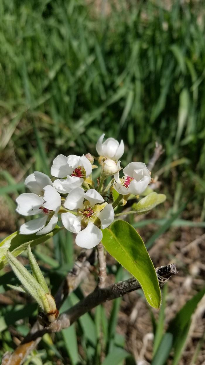 Pear blossoms