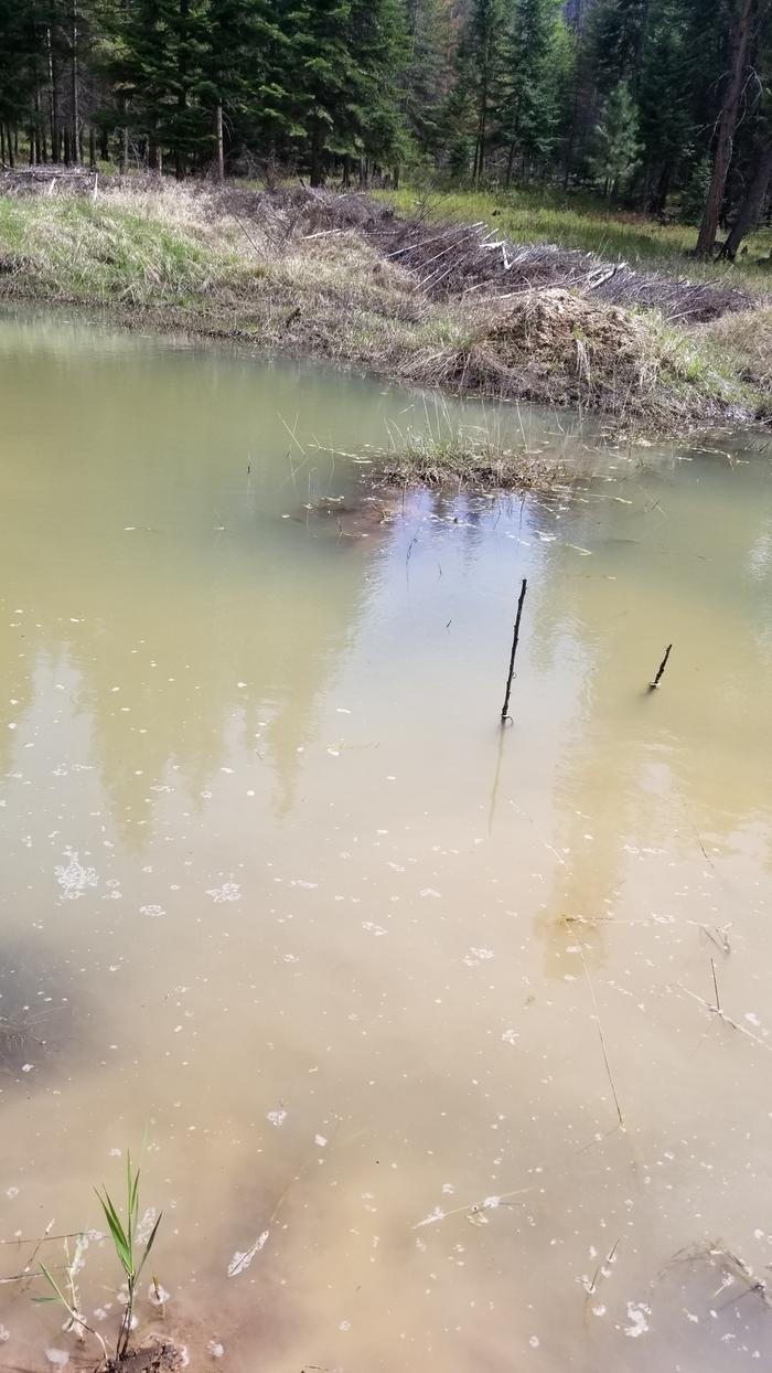 Cat Pond