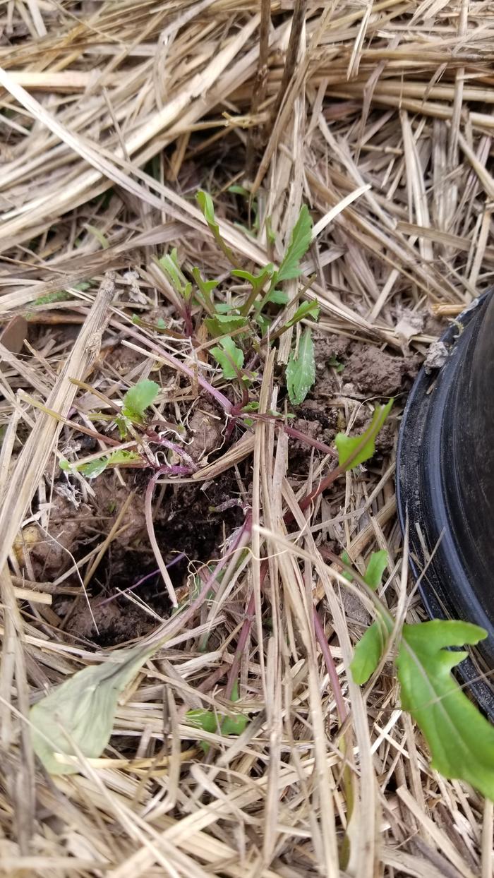 Something ate a lettuce start while I was at Jeremy's