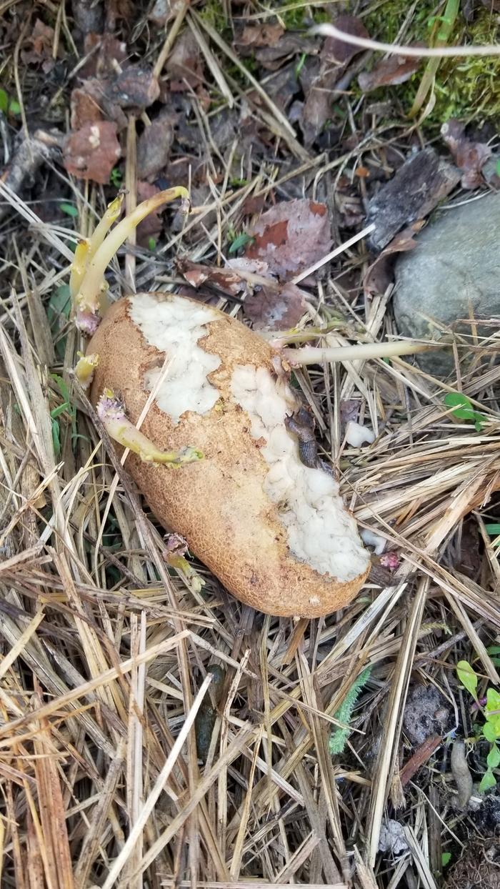 Evidence at the crime scene