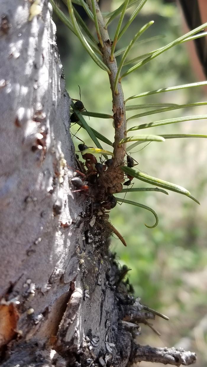 Ants protecting the tree from tree eating insects?