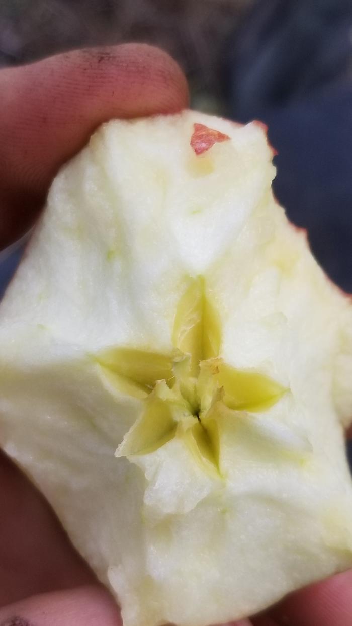 Star pattern from seeds in an apple