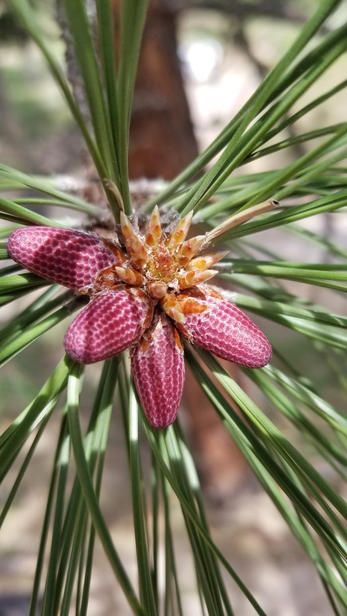 Young Ponderosa Pine cones