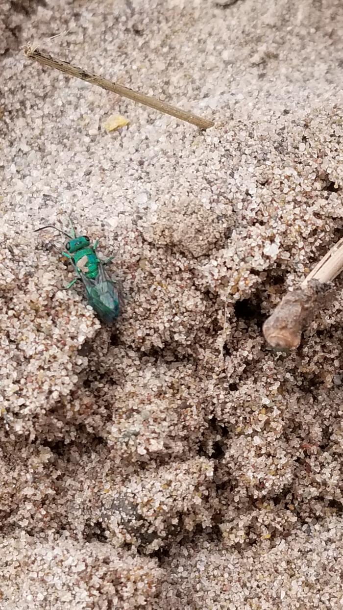 Larned about a Cuckoo Wasp